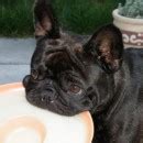 The list of french bulldog club of western canada breeders, are members who have signed the code of ethics as set out under the canadian kennel club breeder code of practice. Bonnie Amberbull French Bulldogs Vancouver, BC