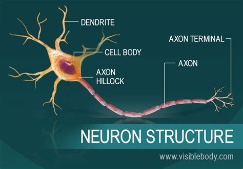 Anhvanyds LuyỆn DỊch 1 The Story Of Neurons