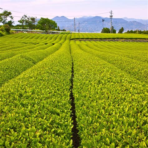 Japan Green Tea Stock Image Image Of Slim Shizuoka 19703091