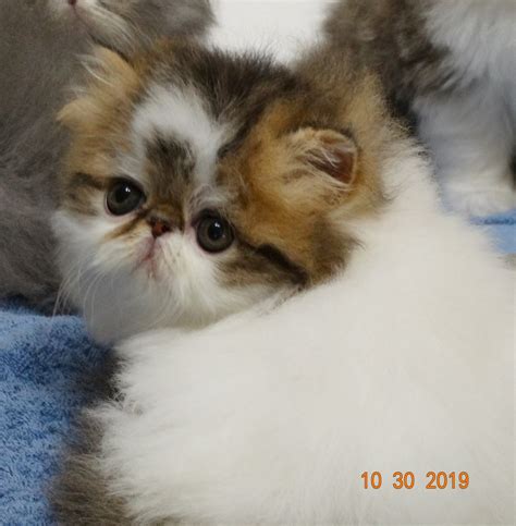 Persian Cats For Sale | Fayetteville, AR #313435 | Petzlover