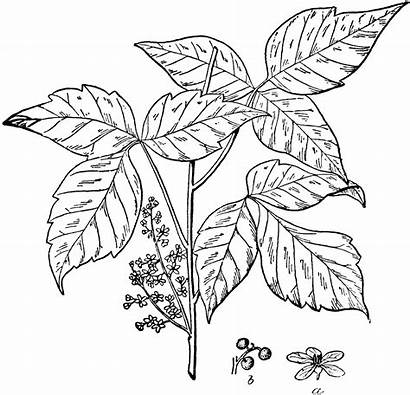 Ivy Poison Clipart Flowers Coloring Etc Shrubs