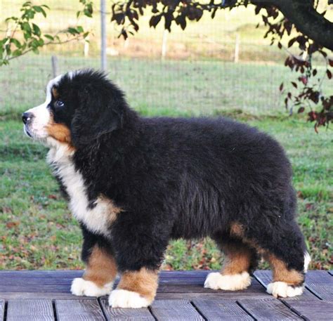 Saint Bernese Mountain Paradise Pup Sniffing Something In The Air