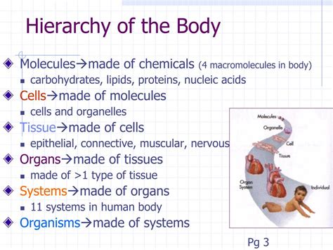 Ppt Human Anatomy Biol 1010 Powerpoint Presentation Free Download