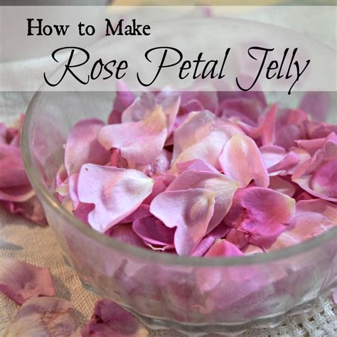 A Taste Of Summer How To Make Rose Petal Jelly Oak Hill Homestead