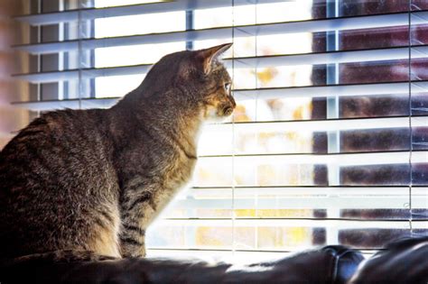 By windows blinds i am guessing you are referring to mini blinds, wood blinds or faux wood blinds, they all operate the same so that is what i will address. More Cat-Friendly Window Treatments! Dannenmueller Blinds ...