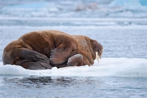 Landscape Nature Walrus On An Ice Floe Of Spitsbergen Longyearbyen