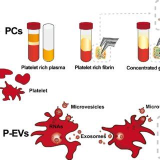 Schematic Diagram Of Platelet Concentrates Pcs And Platelet Derived