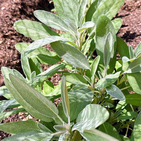 Salvia Descubre los Beneficios de Esta Magnífica Hierba Propiedades Medicinales y Usos