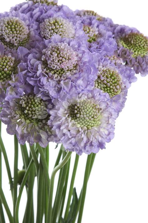 Scabious Lavender Scoop Flowers Flowers