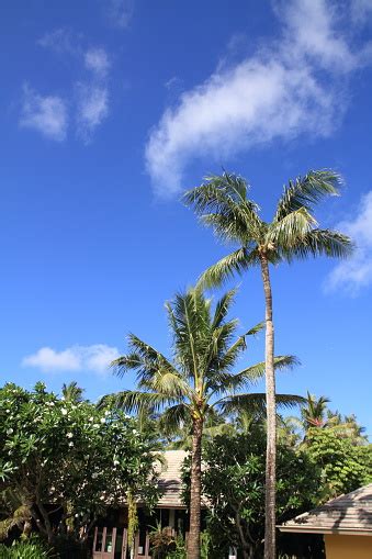Palm Trees In Guam Micronesia Stock Photo Download Image Now 2015