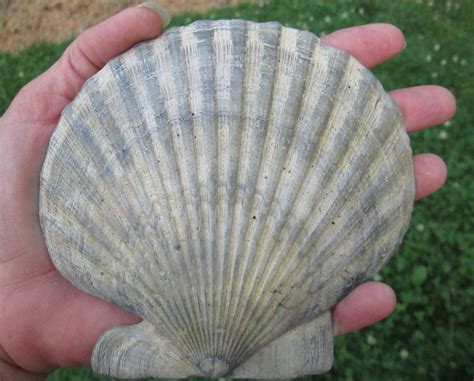 Fossil Scallop Shell Miocene Fossil S03 Scallop Shells Fossil