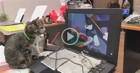 These Two Cats Watching Tom And Jerry Is The Sweetest
