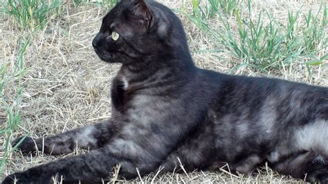Black Smoke Tabby Cat Super Pretty Black Smoke Cat Feline Anatomy