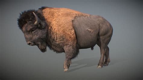 Animalia American Bison Male 3d Model By Gim Gamesinmotion