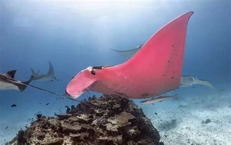 The Only Pink Stingray In The World Meet Inspector Closeau Photos