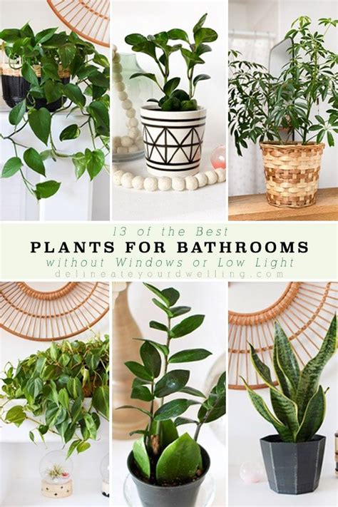Best Plants For Bathrooms Plants Cool Plants Inside Plants