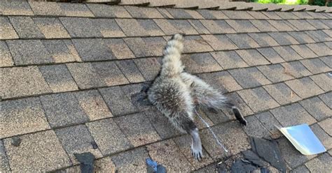 Raccoon Goes Viral After Getting Stuck In Santa Cruz Roof Active Norcal