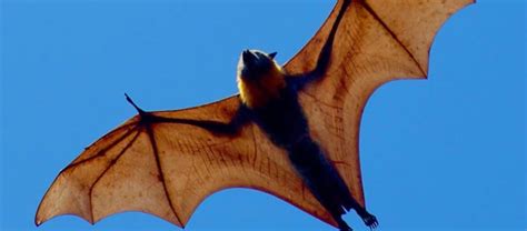 The Giant Golden Crowned Flying Fox The Biggest Bat In The World From