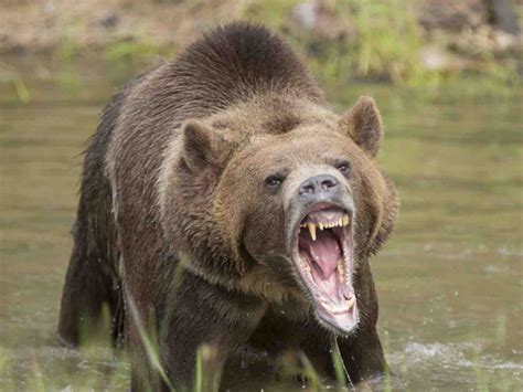 Alaska Grizzly Bear Kills Hunter In Attack At National Park Report