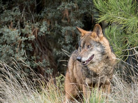 Male Of Iberian Wolf Canis Lupus Signatus Stock Image Image Of