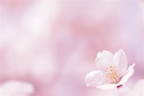 Choose from millions of stock photos, or use one of our gorgeous textures like wood, marble, gradient, or botanical patterns. Pink Flower Wallpaper Background ·① WallpaperTag