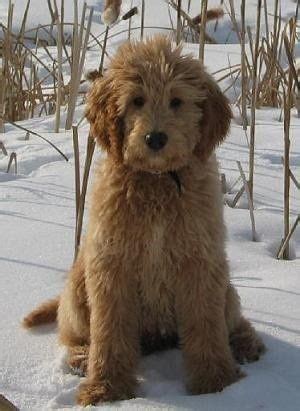Teddy bear goldendoodles are given that name due to their beautiful boxy teddy bear heads obtained from breeding english golden retrievers to a poodle. goldendoodle grooming styles - Google Search | Dogs | Pinterest | Goldendoodle grooming, Doodles ...