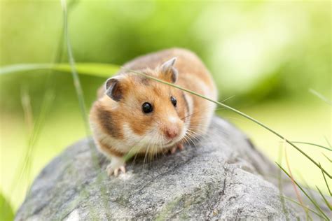 Hamster Sírio Veja Cores Preço Cuidados E Muito Mais Guia Animal