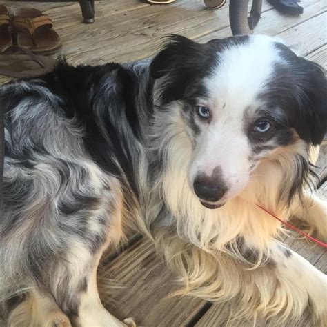 Yarrow Carolina Hearts Aussie Rescue