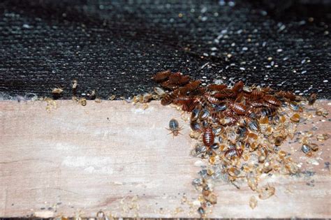 Bed Bug Mess Pointe Pest Control Chicago Pest Control And Exterminator