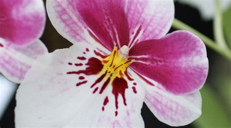 Miltonia Orchid Care The Complete Guide Orchid Bliss
