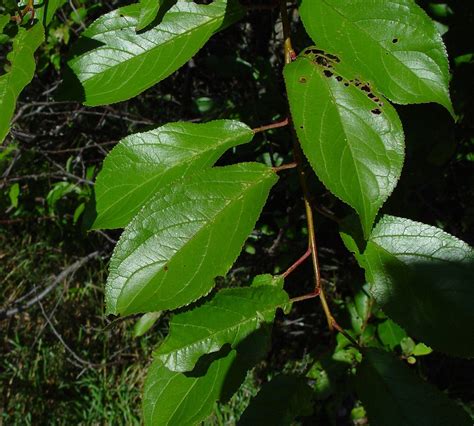 Prunus Nigra Canada Plum Go Botany