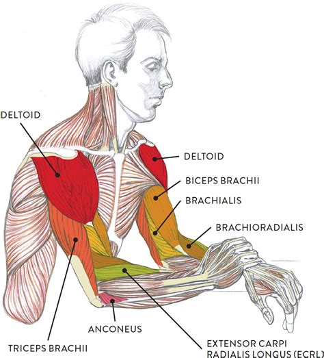 Flexing Arm Muscles Diagram Drawing For Electronic Media Bone
