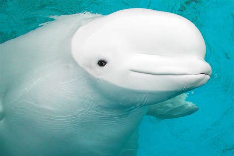 The Georgia Aquarium Will Not Appeal Beluga Decision