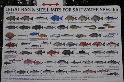 Saltwater Fish Bag And Size Limits At Brunswick Heads Flickr