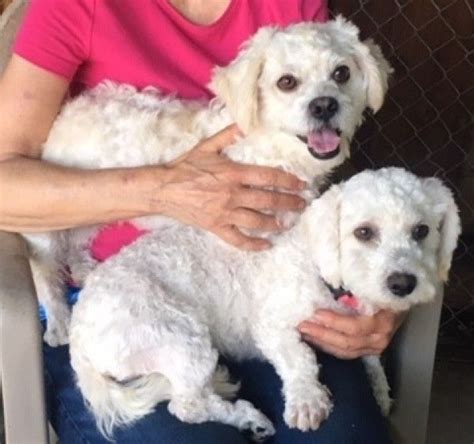 Australian cattle dog · duncan, ok. Poodle Dog for Adoption in Walnut Creek, California ...