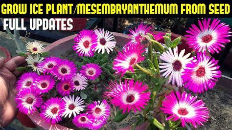 How To Grow Ice Plantmesembryanthemum From Seedsfull Updates Youtube