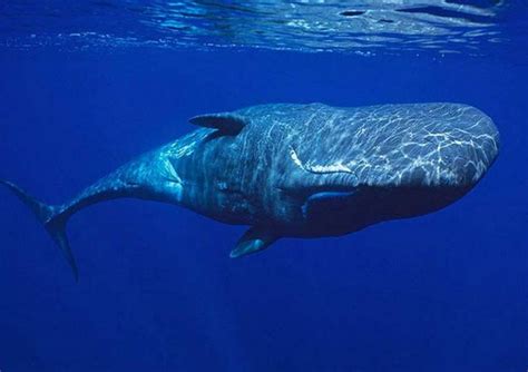 Megalodon vs paus pembunuh vs prognathodon gede banget feed and grow fish. Ikan Paus Sperma atau Paus Kepala Kotak