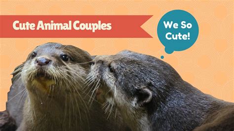 Cute Animal Couples Youtube