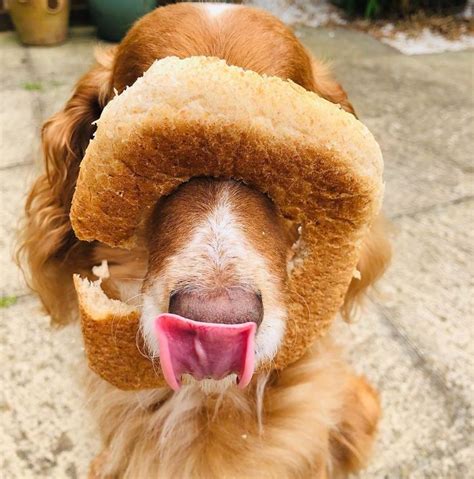 50 Hilariously Adorable ''In-Bread'' Dogs