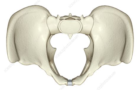 The Bones Of The Pelvis Stock Image F0020041 Science Photo Library
