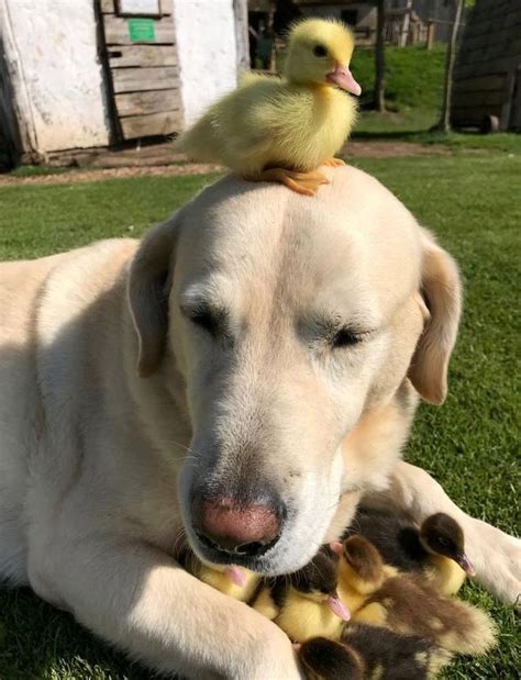 Dog Becomes A Single Dad To Nine Orphaned Baby Ducks And They Make The