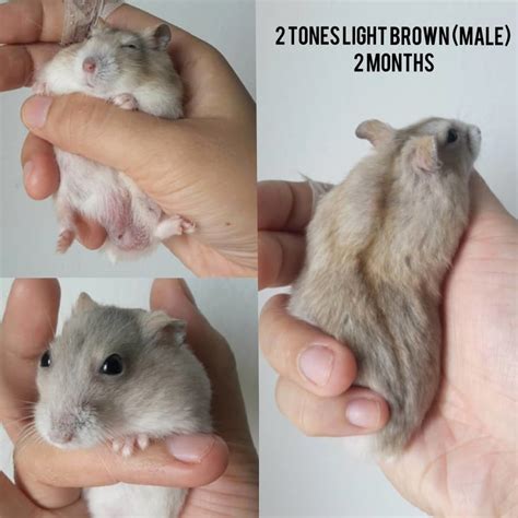 Short Dwarf Hamster Baby Hamsters Adopted 1 Year 2 Months Baby