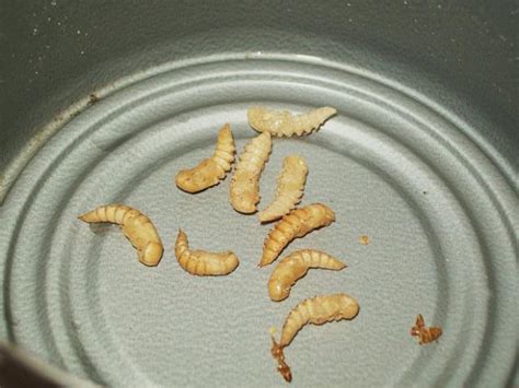 175 Mealworm Pupae Fs 2nd Stage Breed Your Own Mealworms Now