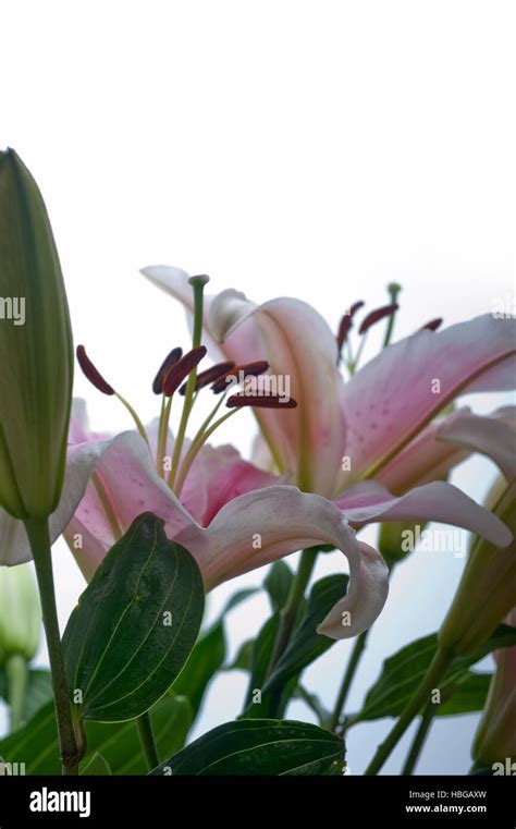 Pink Lily Flower Bouquet Stock Photo Alamy