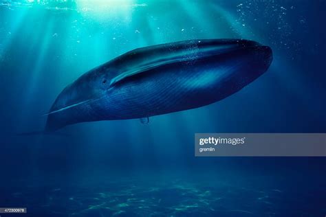 Blue Whale Sea Animal High Res Stock Photo Getty Images
