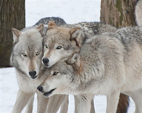 Three Wolves Are A Crowd Photograph By Gary Slawsky Pixels