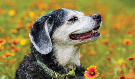 Why Senior Pets Make Great Companions Virginia Beach Spca