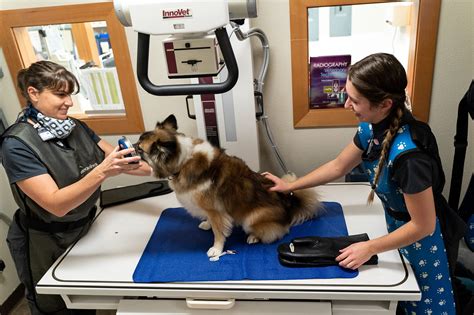 Digital Radiology And Ultrasound Fairhaven Veterinary Hospital