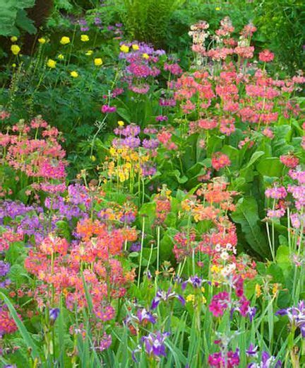 Planting perennials for shade at the right time is essential. Primula beesiana (Candelabra Primrose) | Shade loving ...