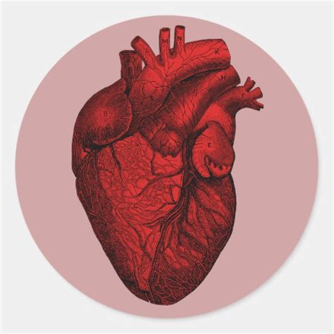Anatomical Human Heart Classic Round Sticker